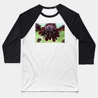 Scabiosa atropurpurea  Blackberry Scoop  Scoop Series Baseball T-Shirt